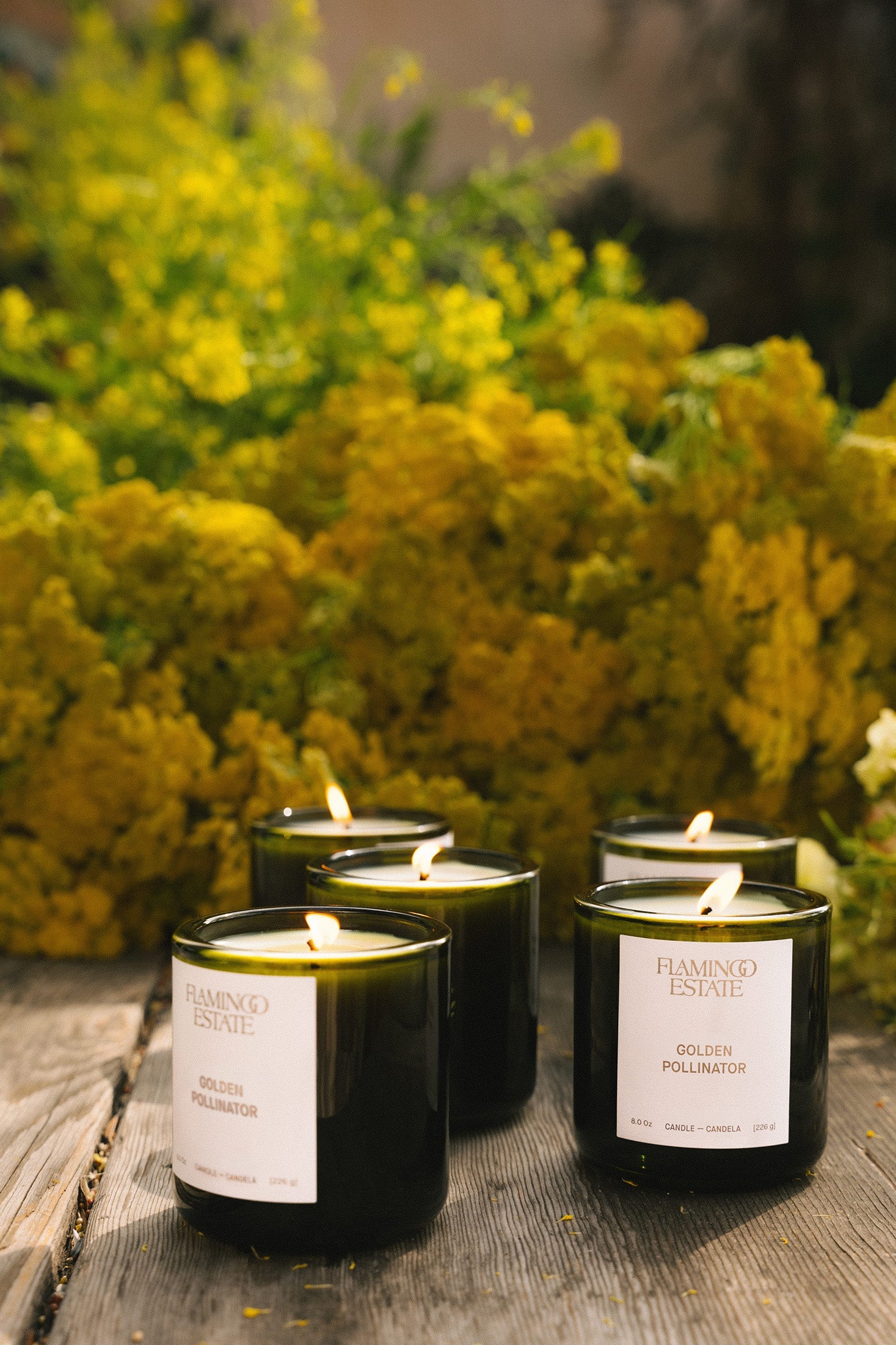 CANDLES/HOME FRAGRANCE Golden Pollinator Candle Flamingo Estate
