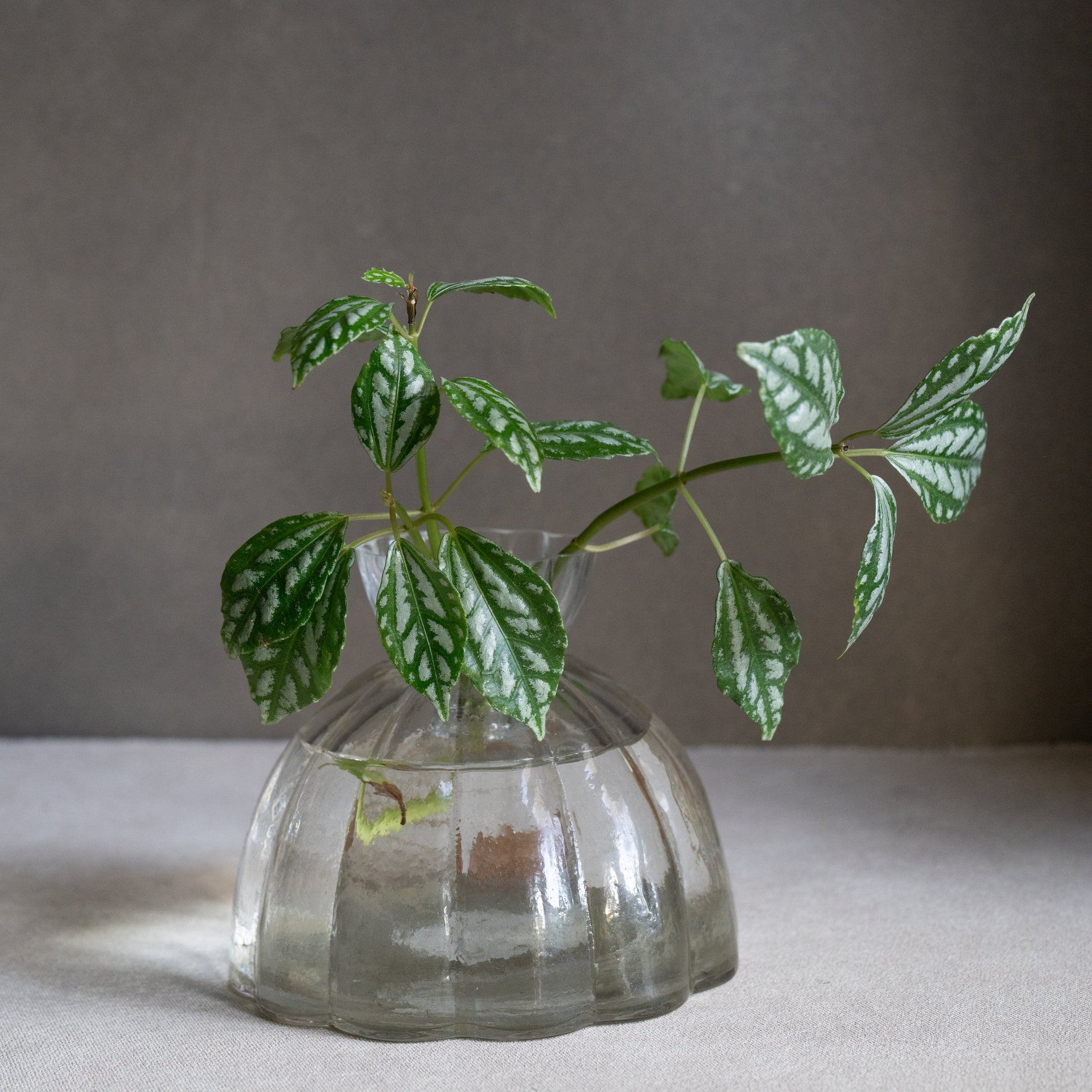 HOME ACCESSORIES Large Root Propagation Vase The Floral Society