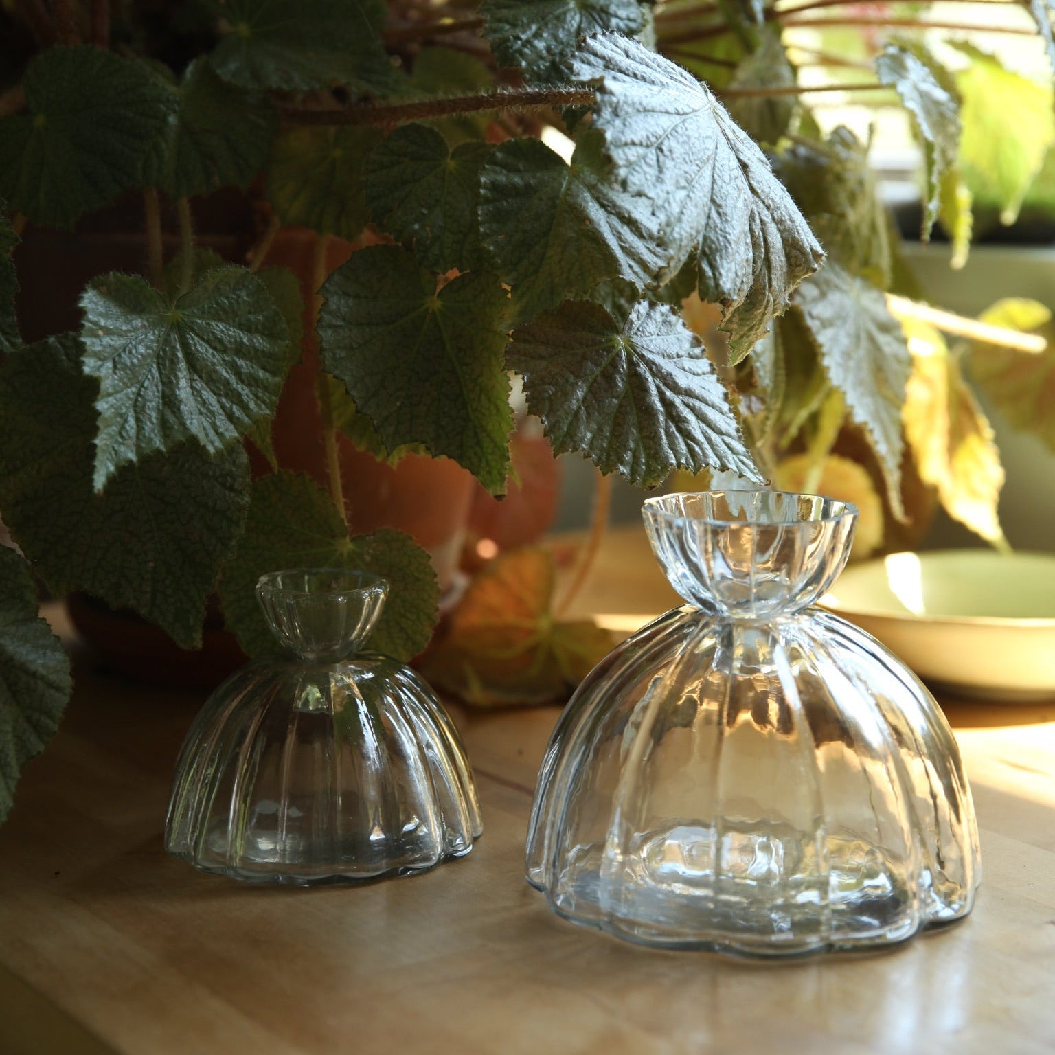 HOME ACCESSORIES Small Root Propagation Vase The Floral Society