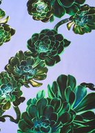 BLOUSES/SHIRTS/TOPS Floral Blouse in Thystle Psophia
