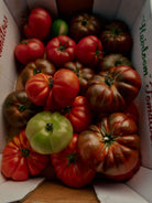 CANDLES/HOME FRAGRANCE Roma Heirloom Tomato Candle Flamingo Estate