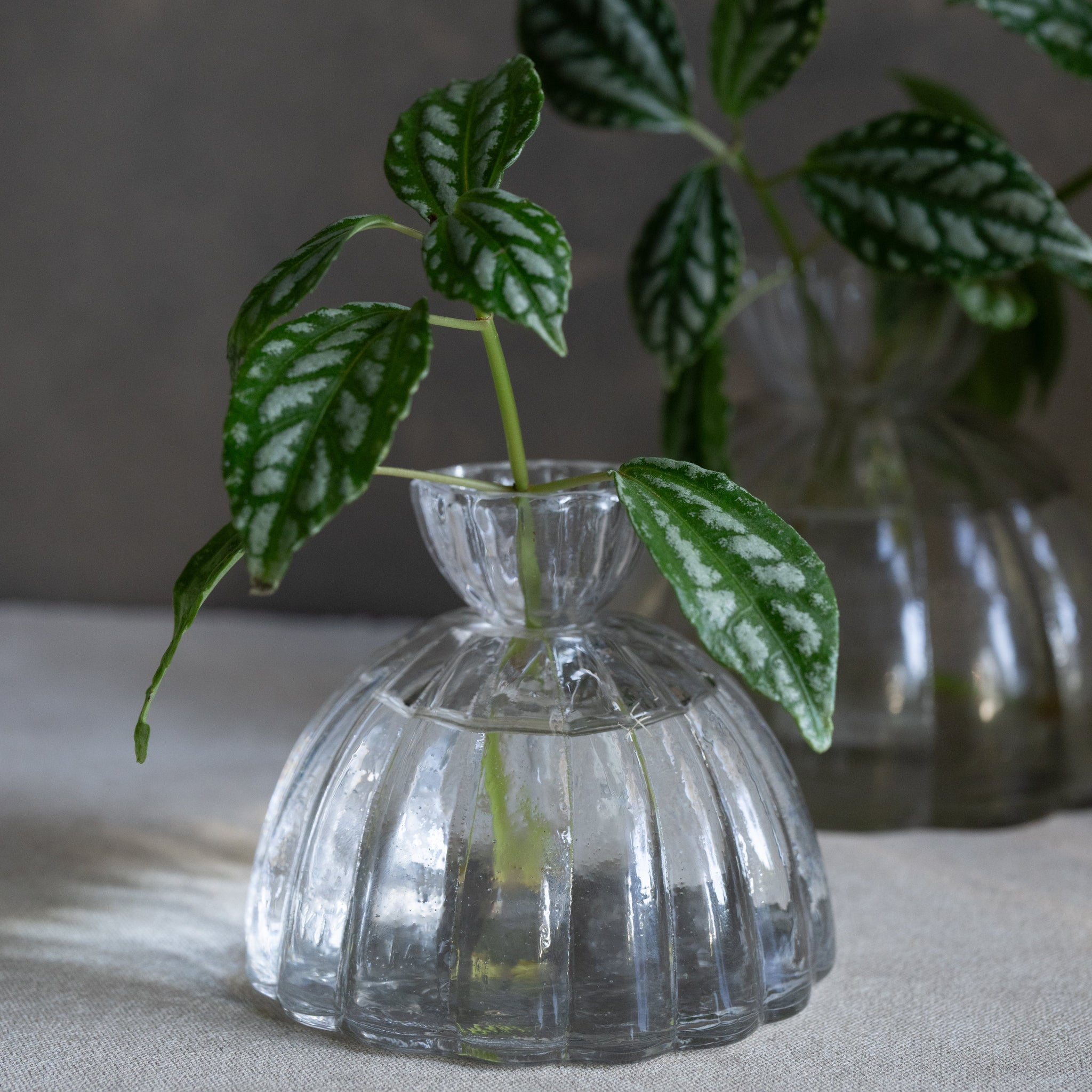 HOME ACCESSORIES Small Root Propagation Vase The Floral Society