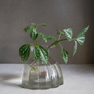 HOME ACCESSORIES Large Root Propagation Vase The Floral Society