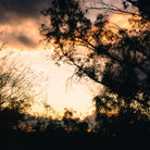 CANDLES/HOME FRAGRANCE Petrichor Candle Flamingo Estate