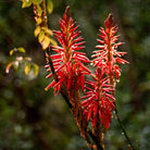 CANDLES/HOME FRAGRANCE Petrichor Candle Flamingo Estate
