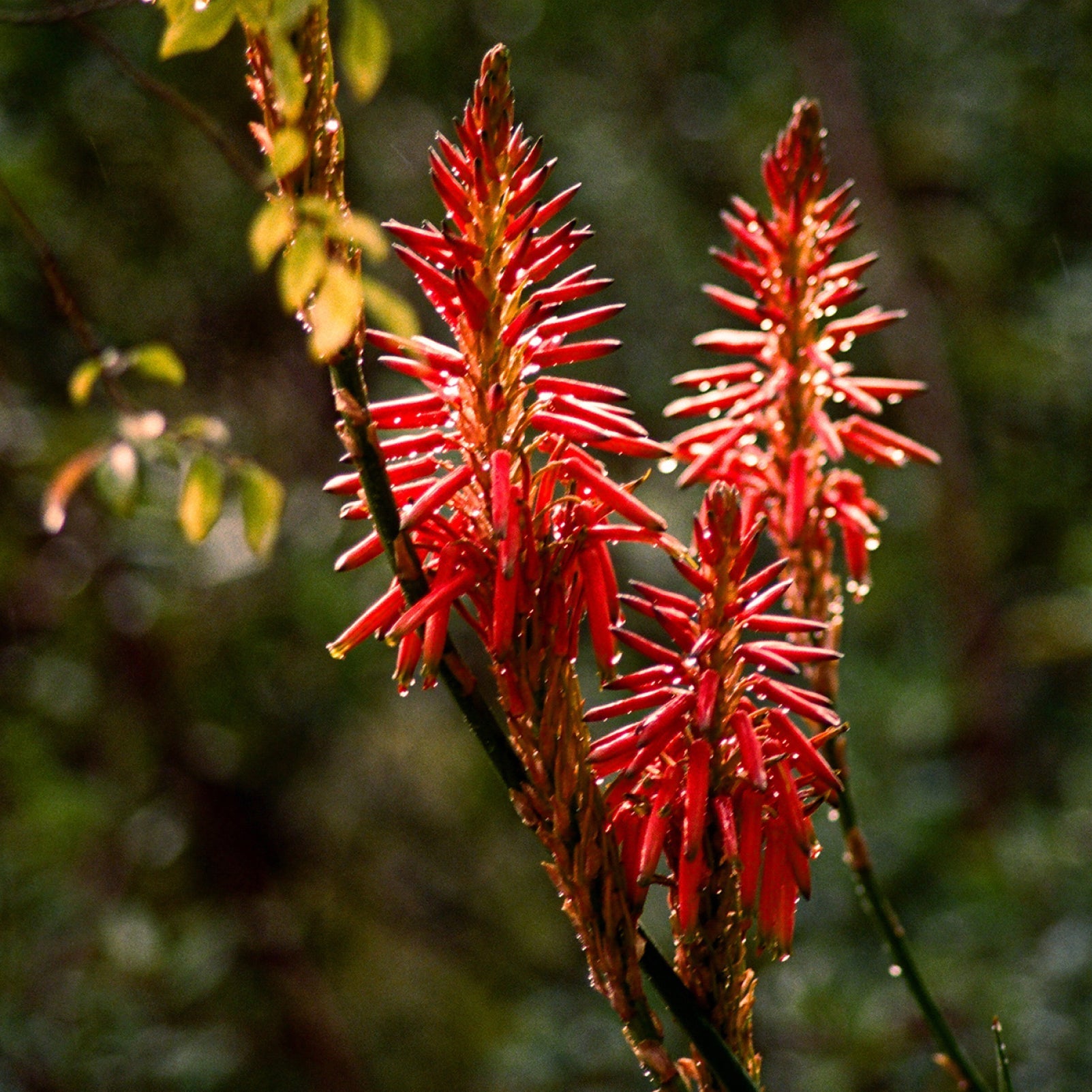 CANDLES/HOME FRAGRANCE Petrichor Candle Flamingo Estate